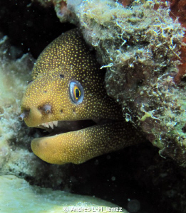 Spotted Eel ! by Andres L-M_larraz 